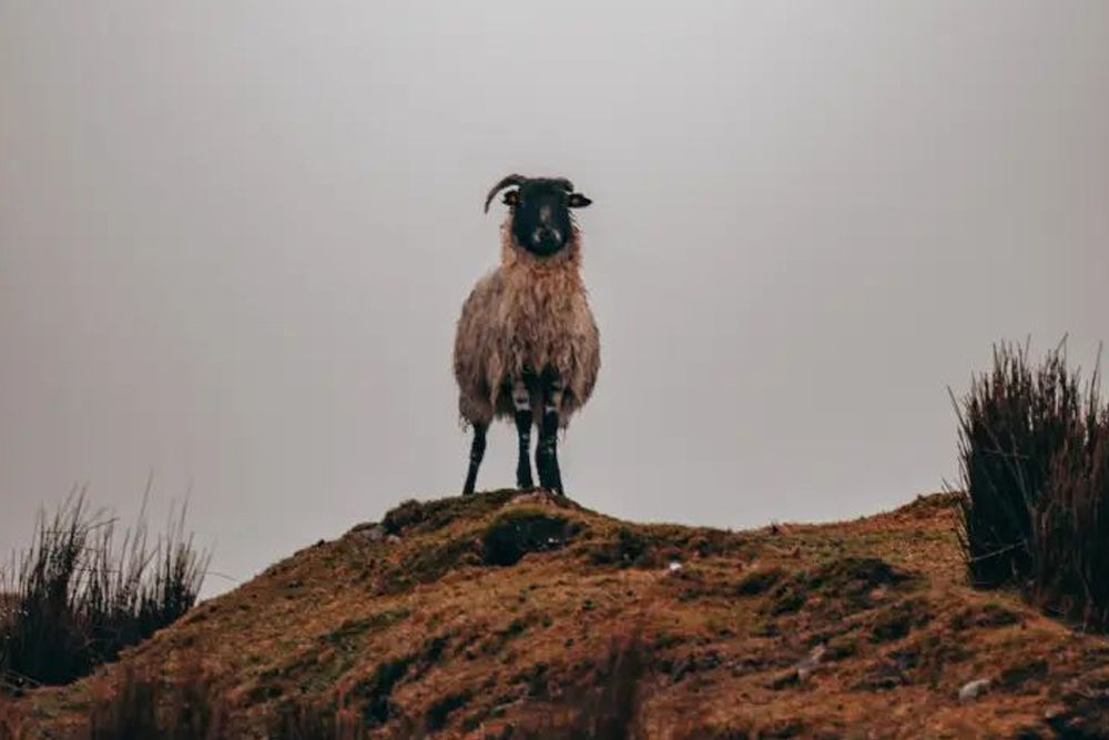 Connemara trip