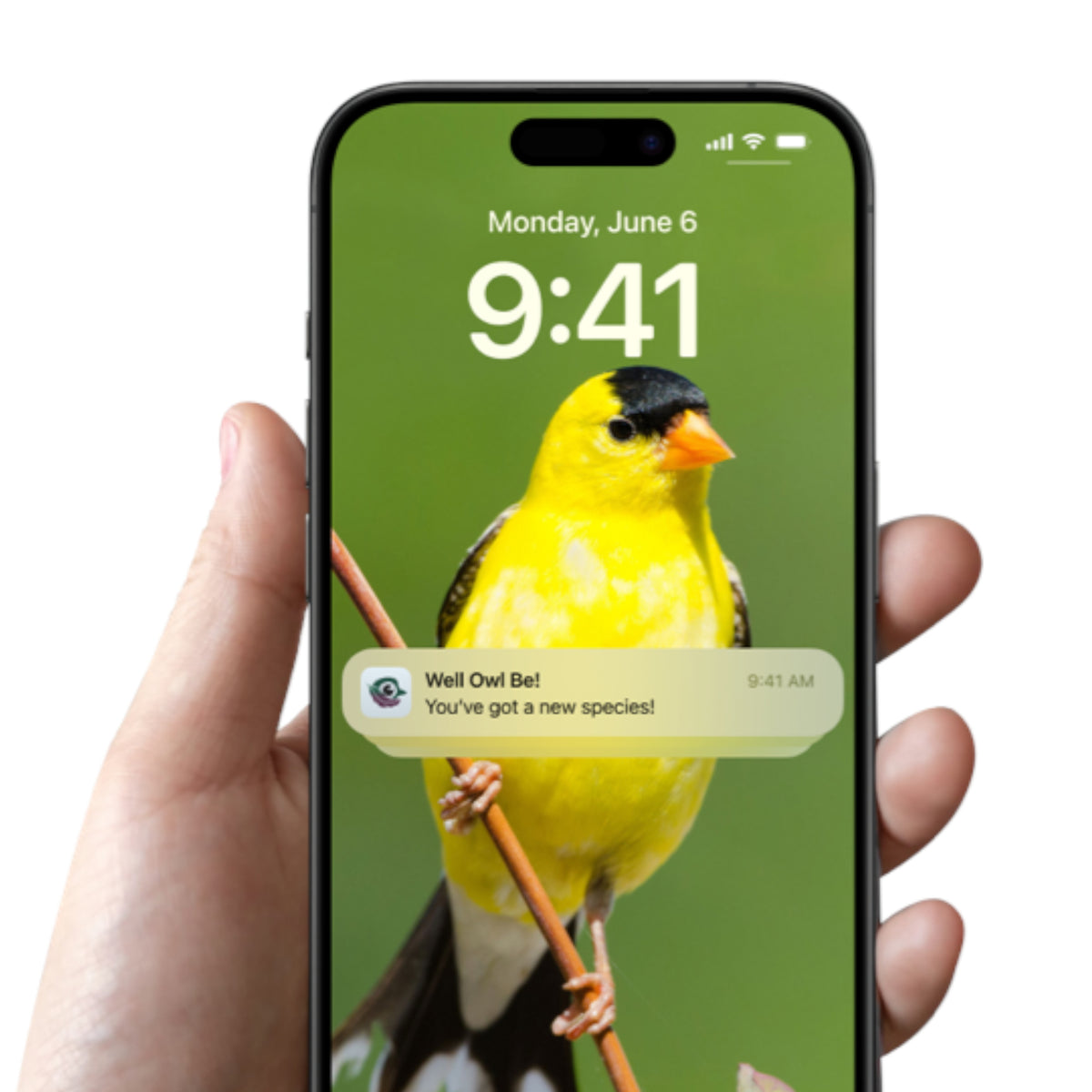 FeatherSnap Smart Bird Feeder Camera | Wi-Fi, Solar, & Bird ID