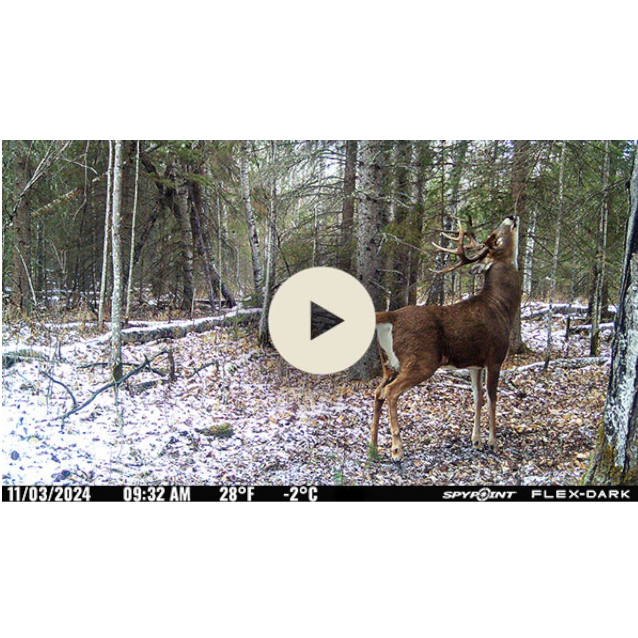 SPYPOINT FLEX-DARK Cellular Trail Camera
