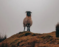 Connemara trip