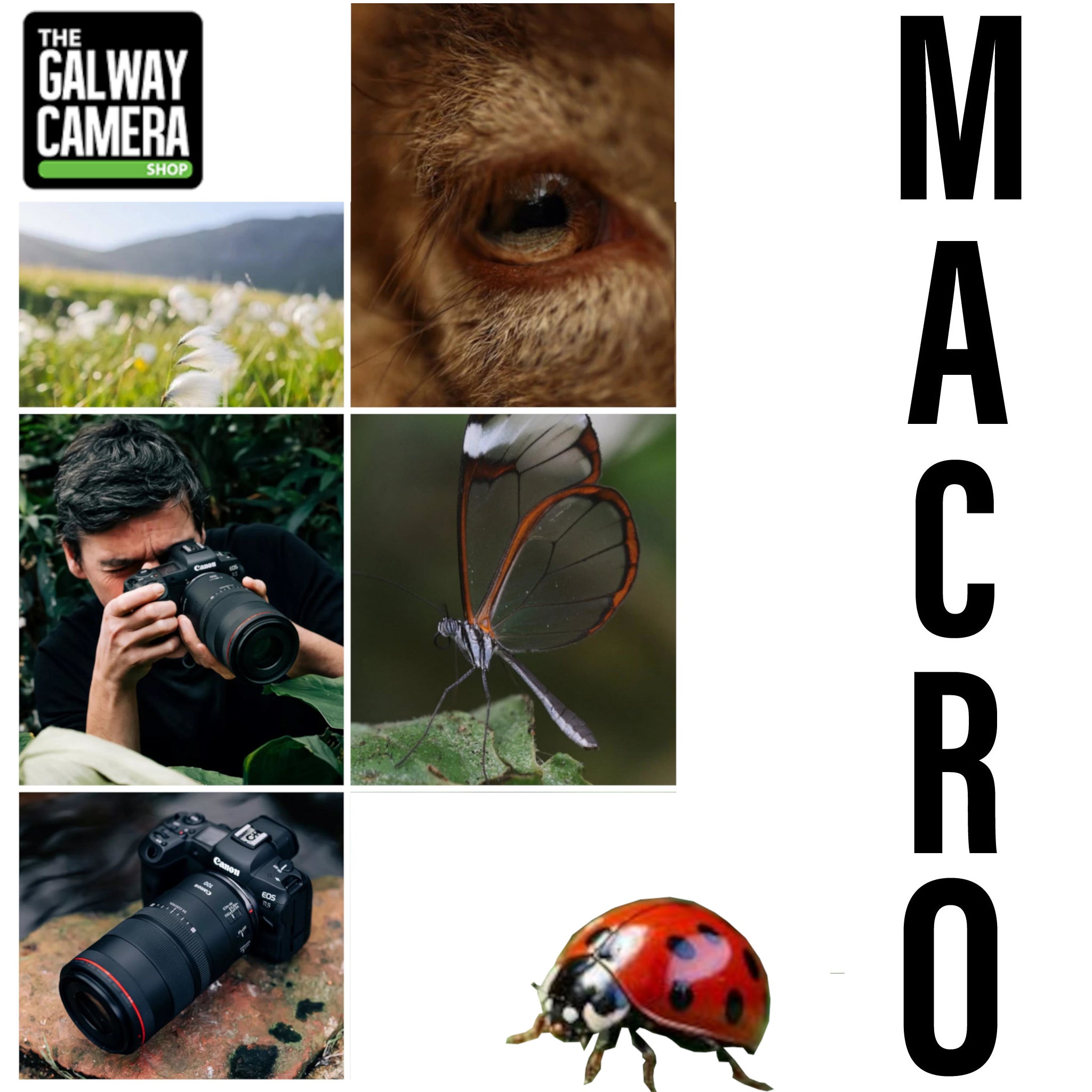 Discover the World of Macro Photography